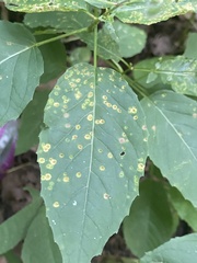Puccinia circaeae