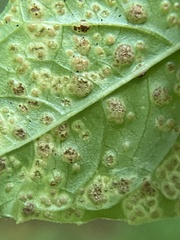 Puccinia circaeae