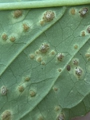 Puccinia circaeae