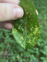 Puccinia circaeae