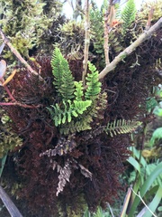 Adenophorus tamariscinus