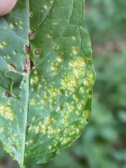 Puccinia circaeae