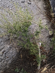 Lepidium ruderale