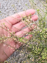 Lepidium ruderale