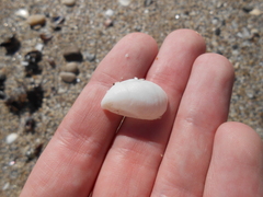 Crepidula