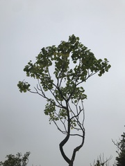 Cheirodendron platyphyllum