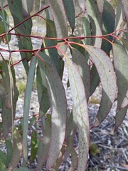 Eucalyptus luehmanniana