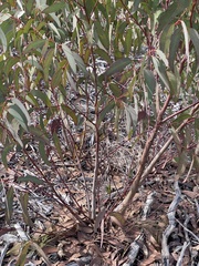 Eucalyptus luehmanniana