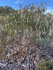 Eucalyptus luehmanniana