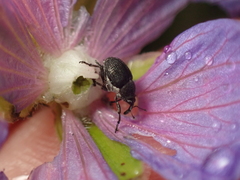 Zacladus geranii