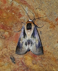 Westermannia argentea