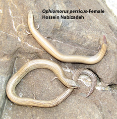 Ophiomorus persicus