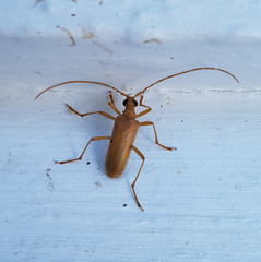 Centrodera
