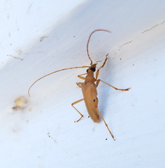 Centrodera