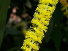 Acacia mangium