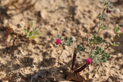 Lotus cruentus