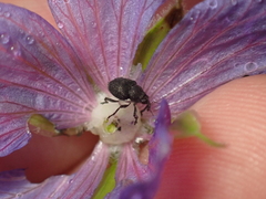 Zacladus geranii