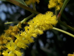 Acacia mangium