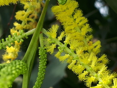 Acacia mangium