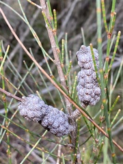 Allocasuarina distyla