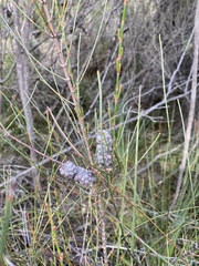 Allocasuarina distyla