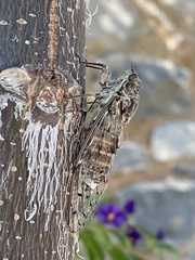 Cicada mordoganensis
