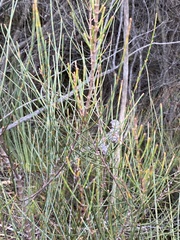 Allocasuarina distyla