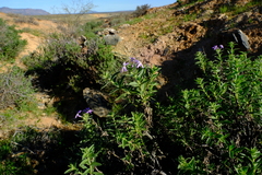 Jamesbrittenia fruticosa