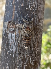 Cicada mordoganensis