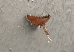 Endotricha theonalis