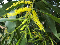 Acacia mangium