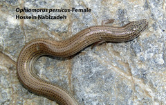 Ophiomorus persicus