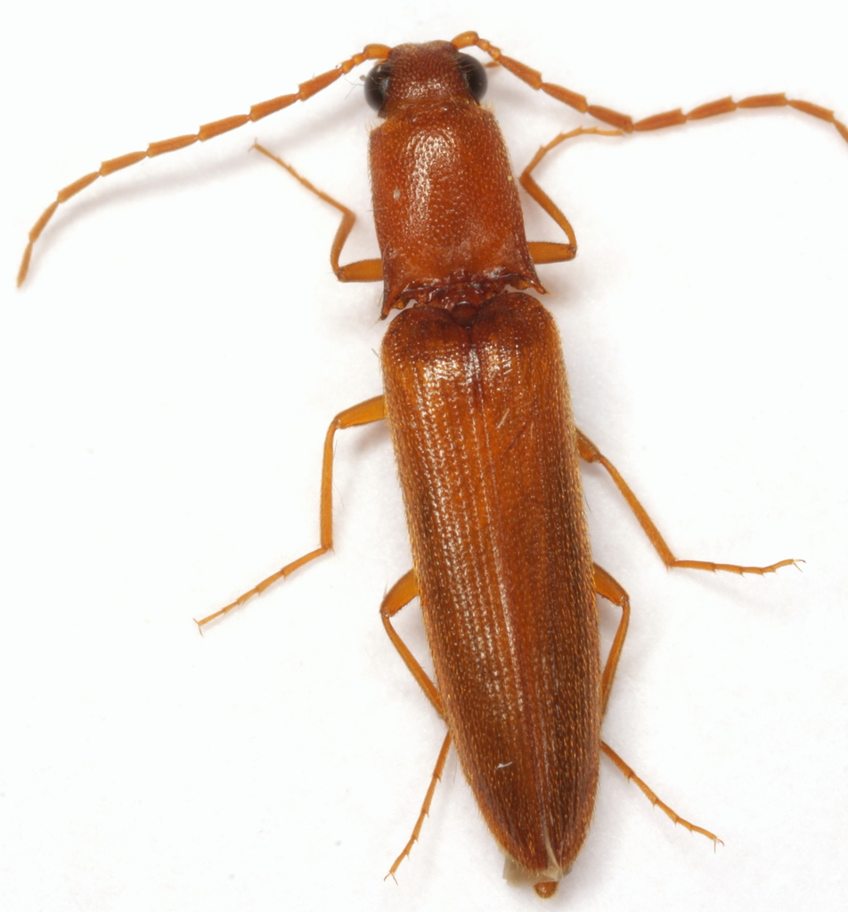 Megapenthes longicornis