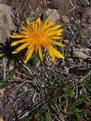 Crepis chrysantha