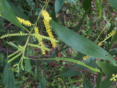 Acacia mangium