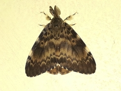Lymantria ampla