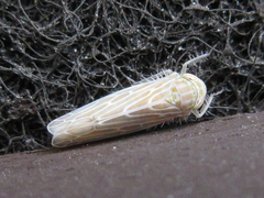 Paragygrus orientalis