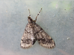Dolicharthria bruguieralis