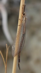 Macronemurus appendiculatus