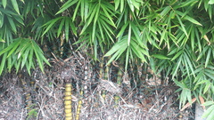 Bambusa tuldoides