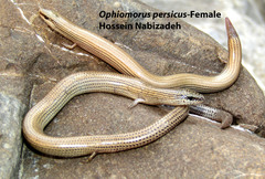 Ophiomorus persicus