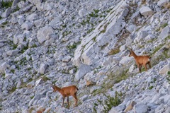 Rupicapra pyrenaica parva