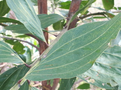 Acacia mangium