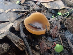 Peziza echinospora