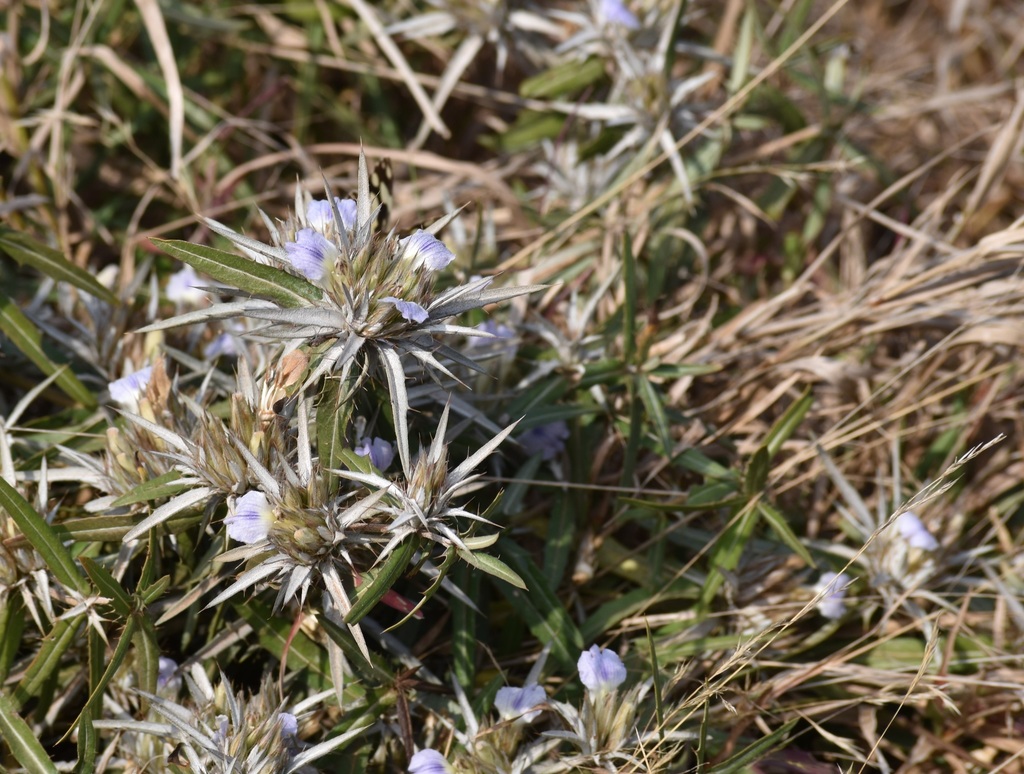 Blepharis acanthodioides