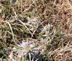 Blepharis acanthodioides