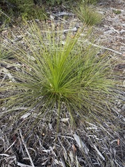 Xanthorrhoea media