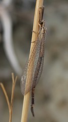 Macronemurus appendiculatus