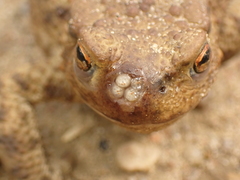 Lucilia bufonivora