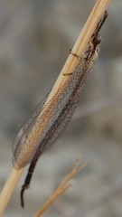 Macronemurus appendiculatus